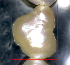 Figure 10. Photo of fresh-water pearl (5).png