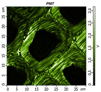 Raman imaging of plant cell walls